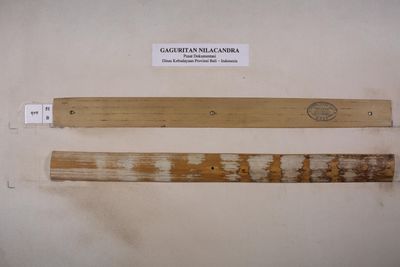 gaguritan-nilacandra 51.jpeg